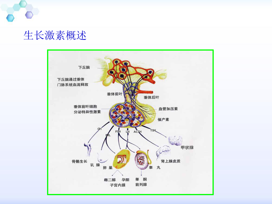 生长激素实验室检测.ppt_第3页