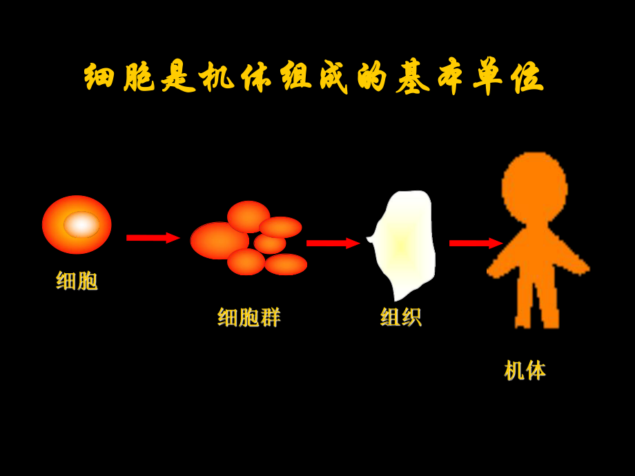 研究生讲课干细胞.ppt_第3页