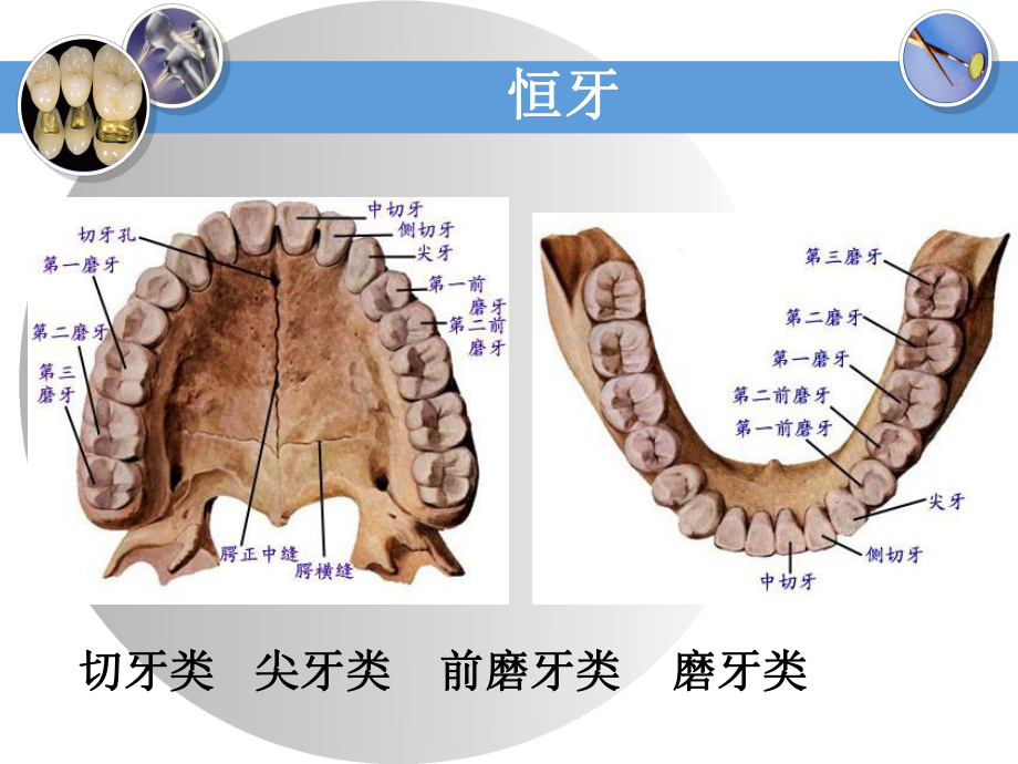 牙齿基础知识.ppt_第3页