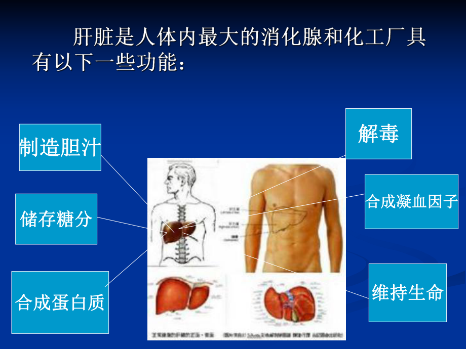 诊断学肝脏实验室检查.ppt_第2页