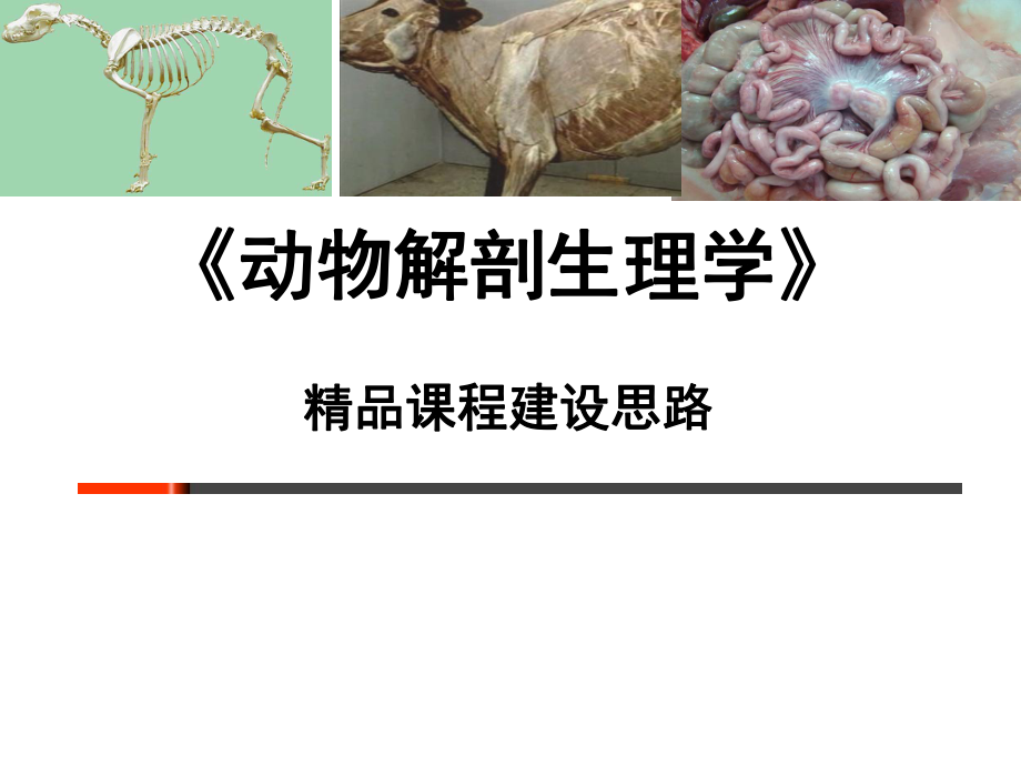 《动物解剖生理学》.ppt_第1页