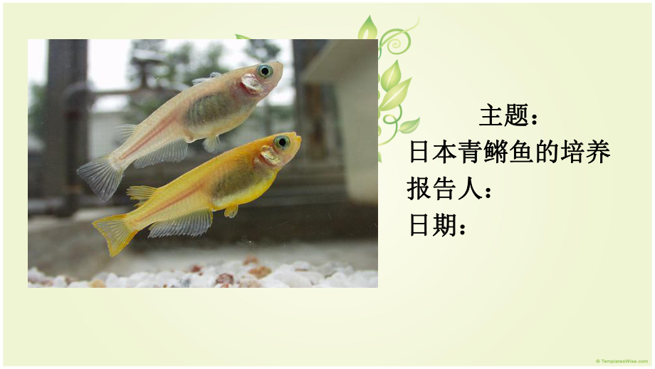 青鳉鱼培养实验室.ppt_第1页