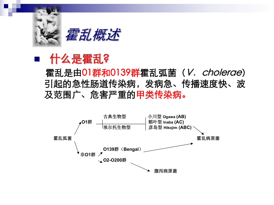 霍乱实验室检测.ppt_第2页