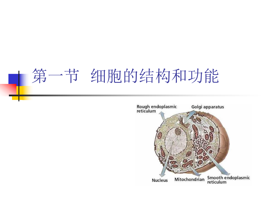 人体解剖生理学——细胞.ppt_第2页