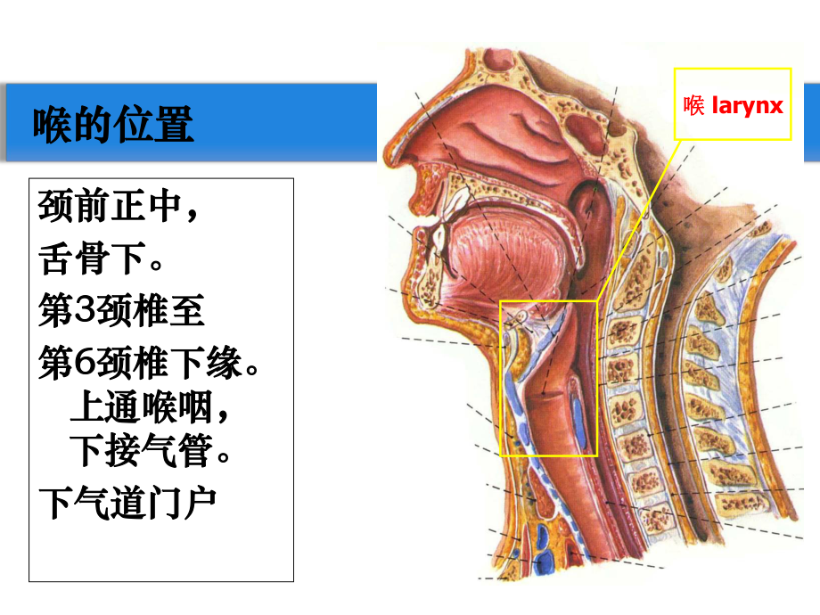 喉部解剖学及生理学.ppt_第2页