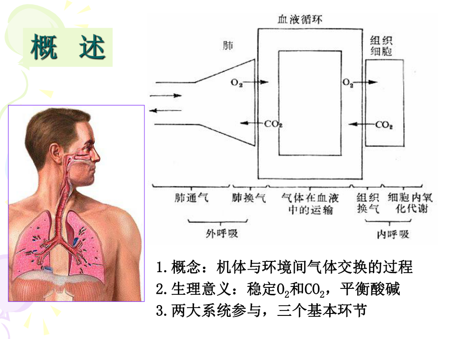 呼吸系统生理学课件.ppt_第2页