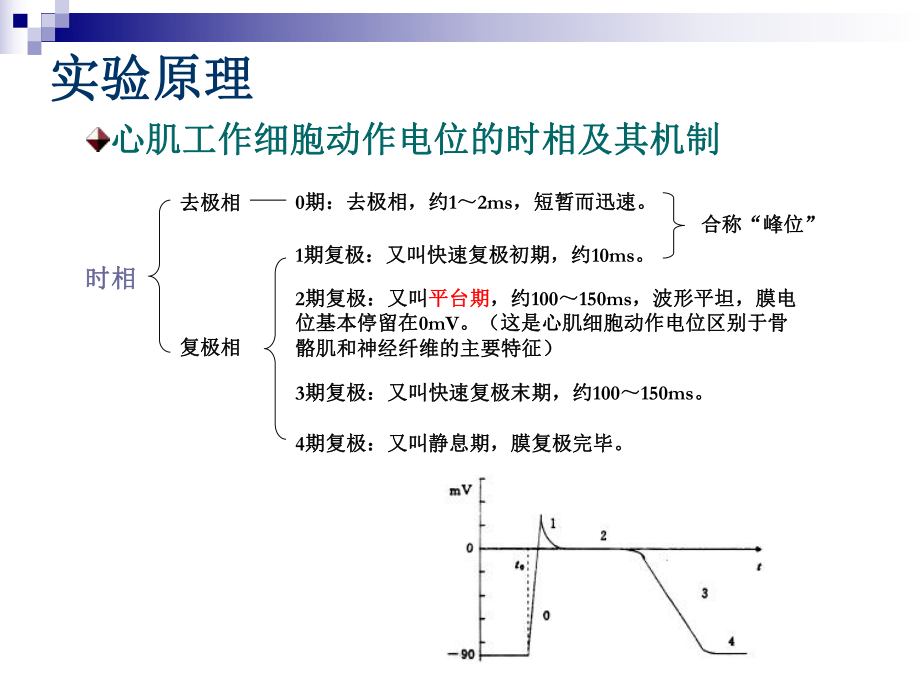 心血管生理学.ppt_第3页