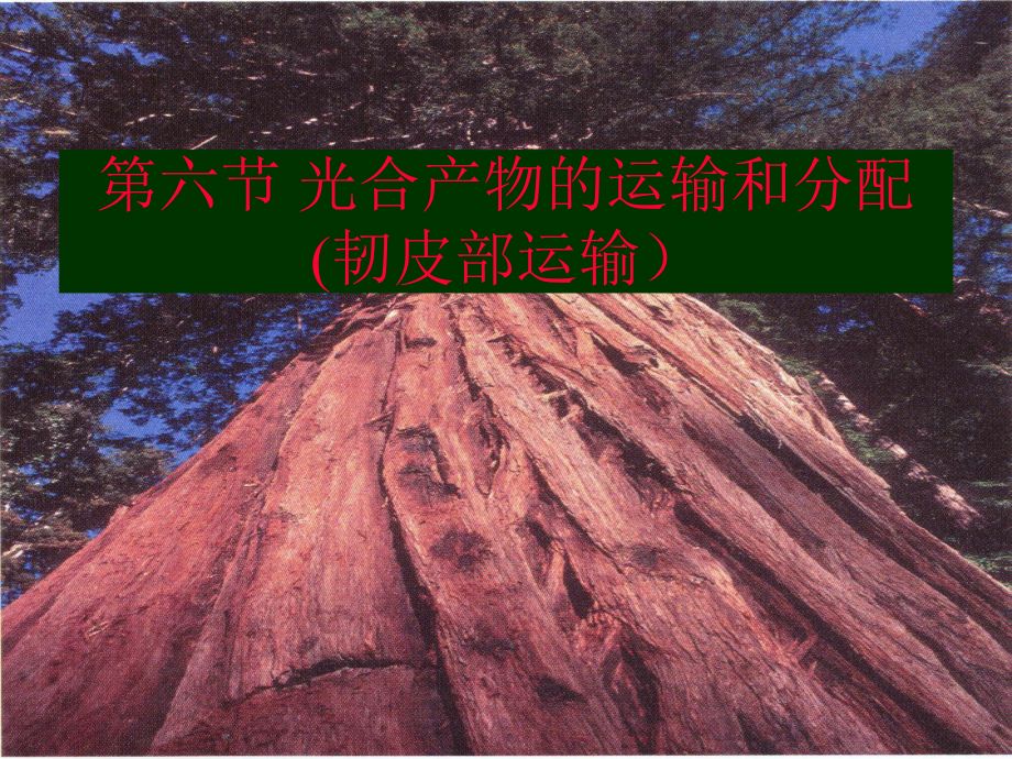 植物生理学pptTRANSP.ppt_第1页