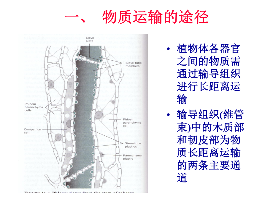 植物生理学pptTRANSP.ppt_第2页