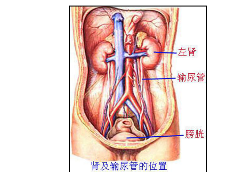 泌尿系统(生理学).ppt_第1页