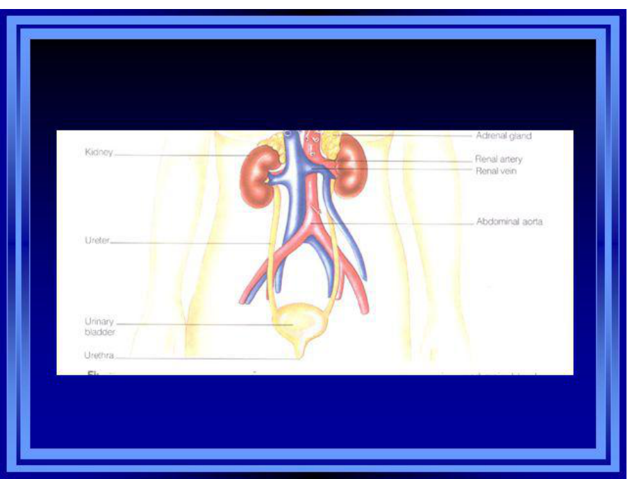 泌尿系统(生理学).ppt_第2页