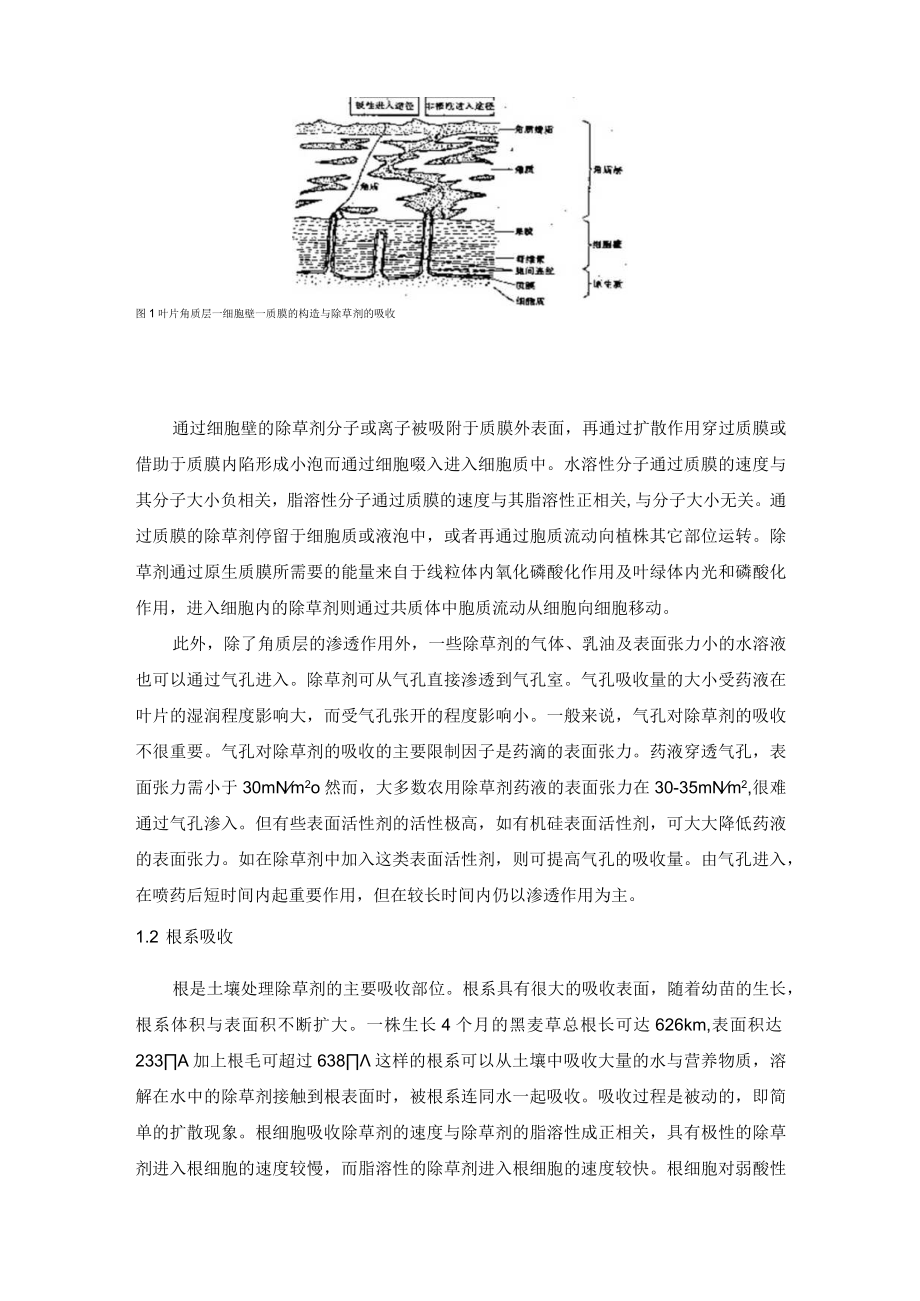 杂草对除草剂吸收原理分析.docx_第2页