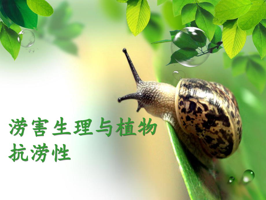 植物生理学PPT.ppt_第1页