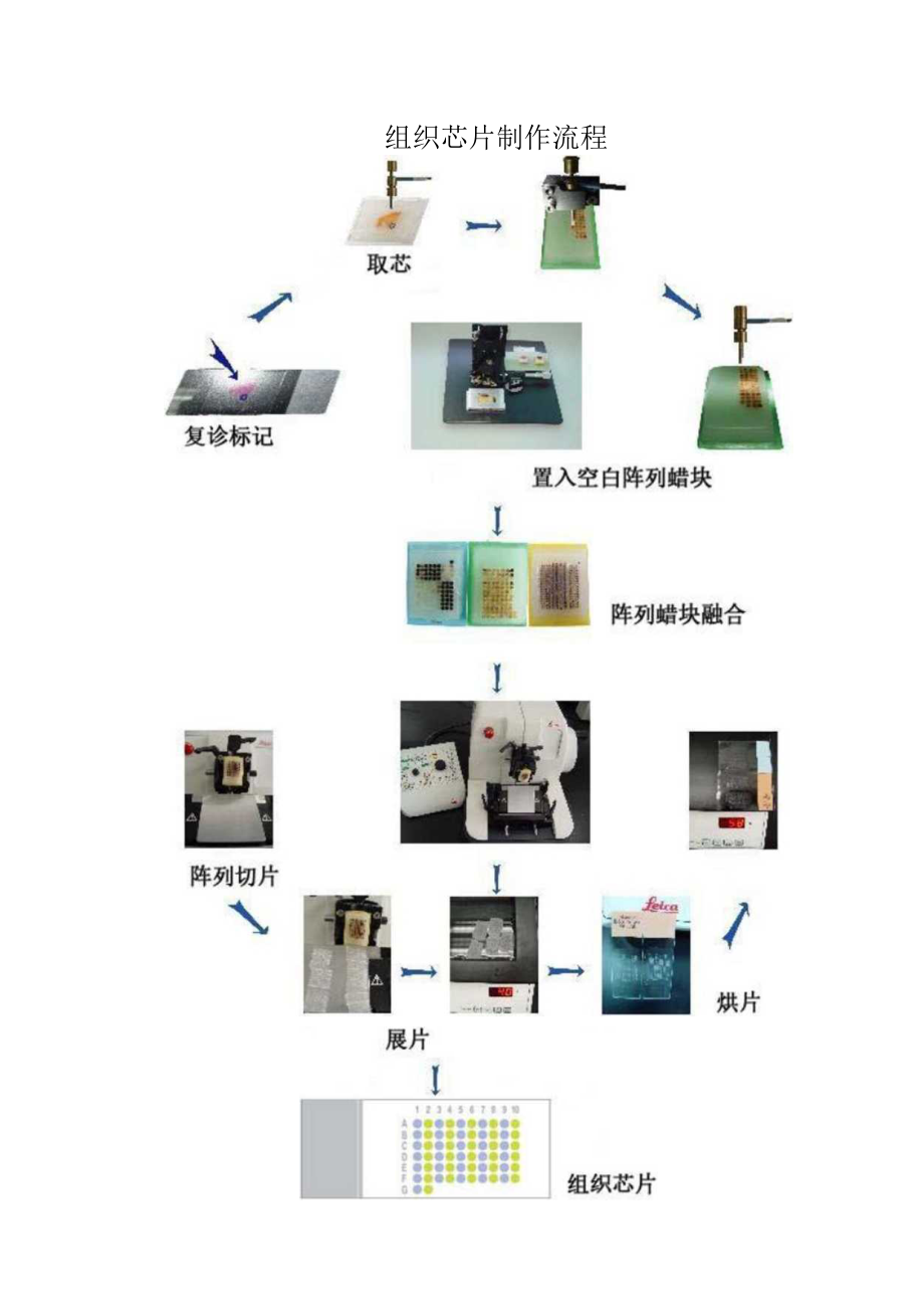 组织芯片制作流程.docx_第2页