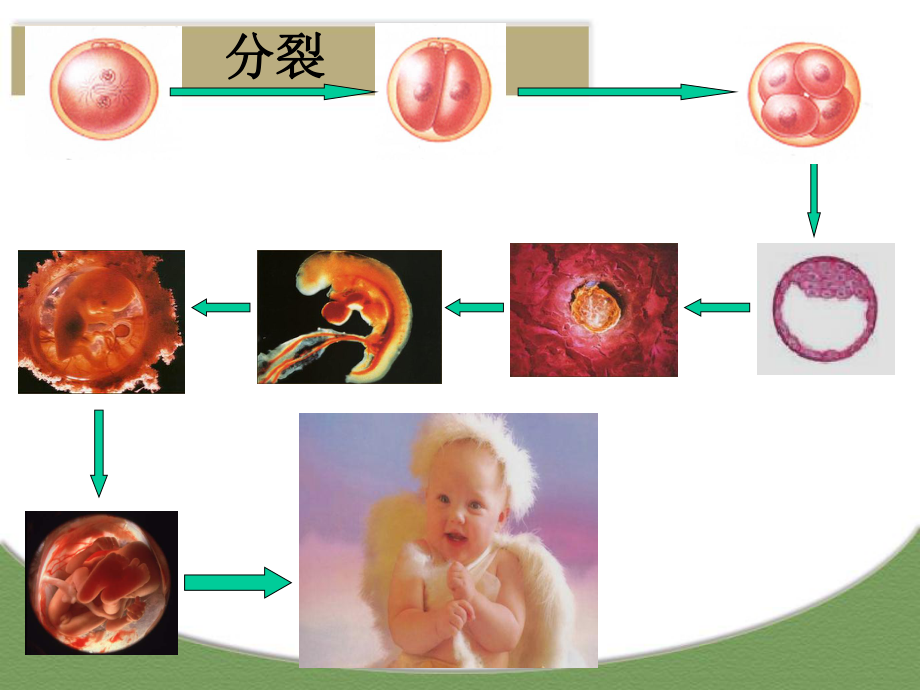 细胞的分化课件.ppt_第2页