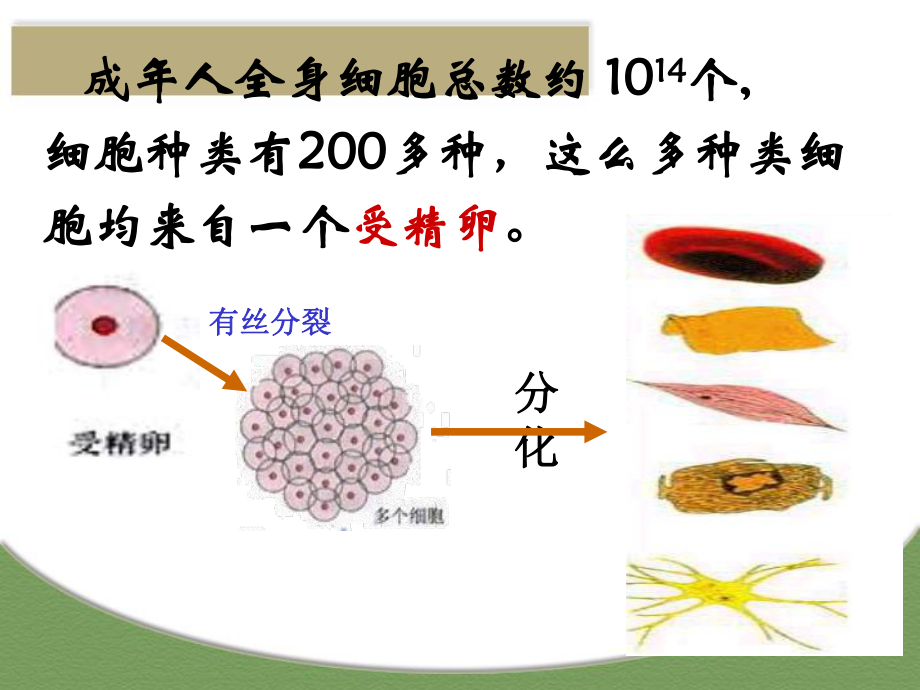 细胞的分化课件.ppt_第3页