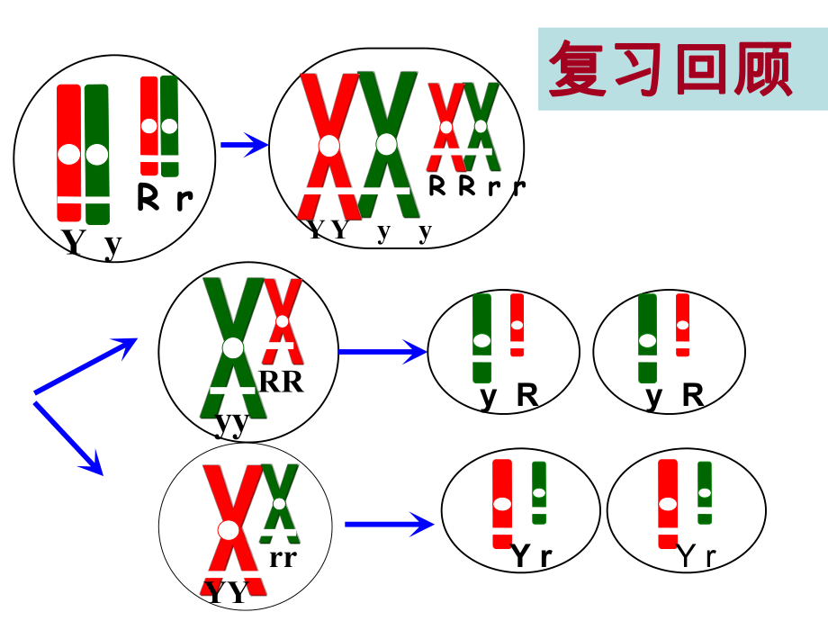 伴性遗传优秀课件.pptx_第1页