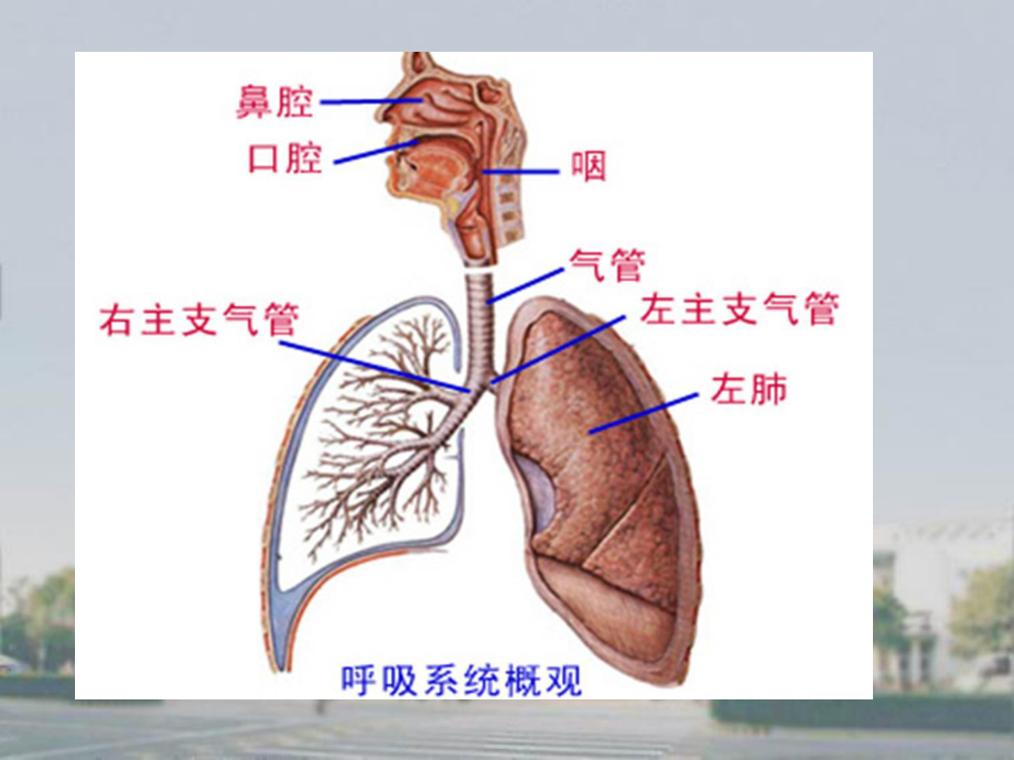 肺炎发健康教育.pptx_第3页