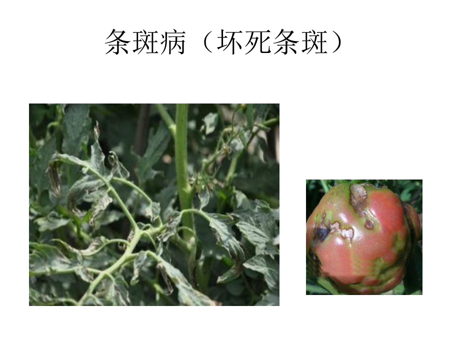 常见植物病虫害图片.pptx_第2页