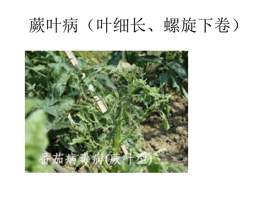 常见植物病虫害图片.pptx_第3页