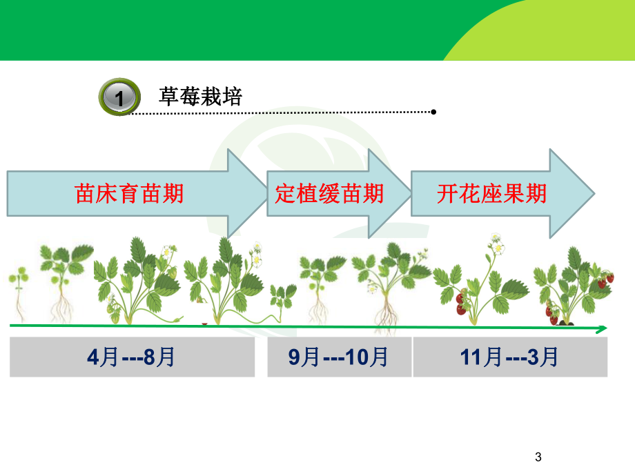 草莓病虫害防治技术.pptx_第3页