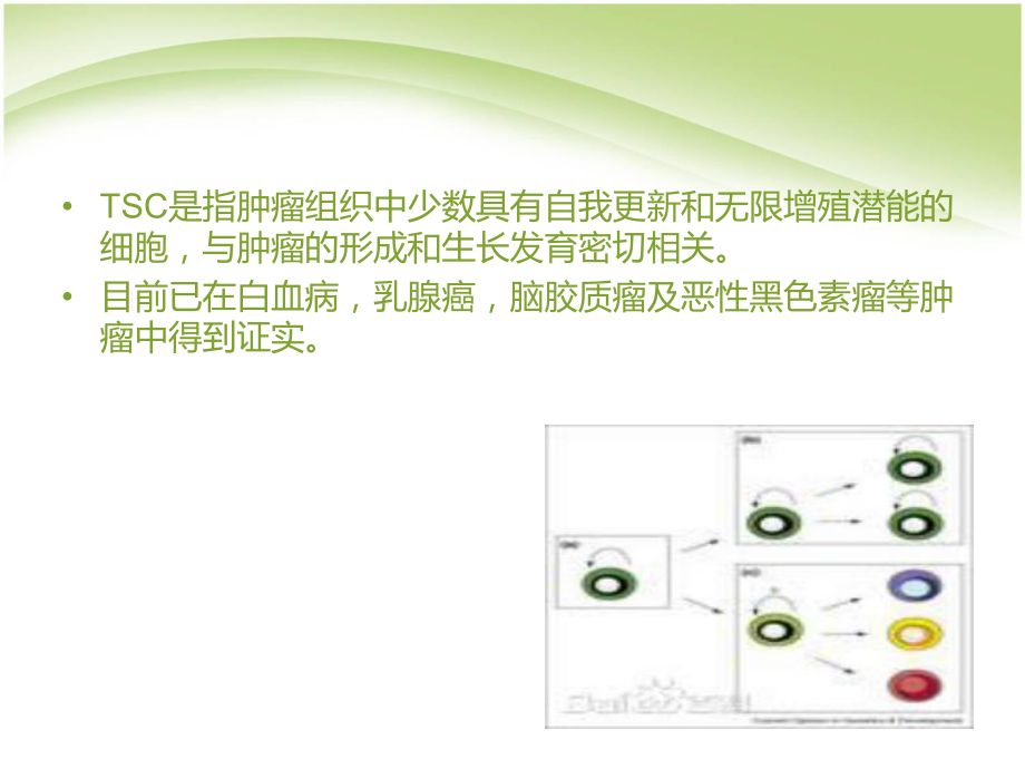 肿瘤干细胞的生物学特性.pptx_第3页