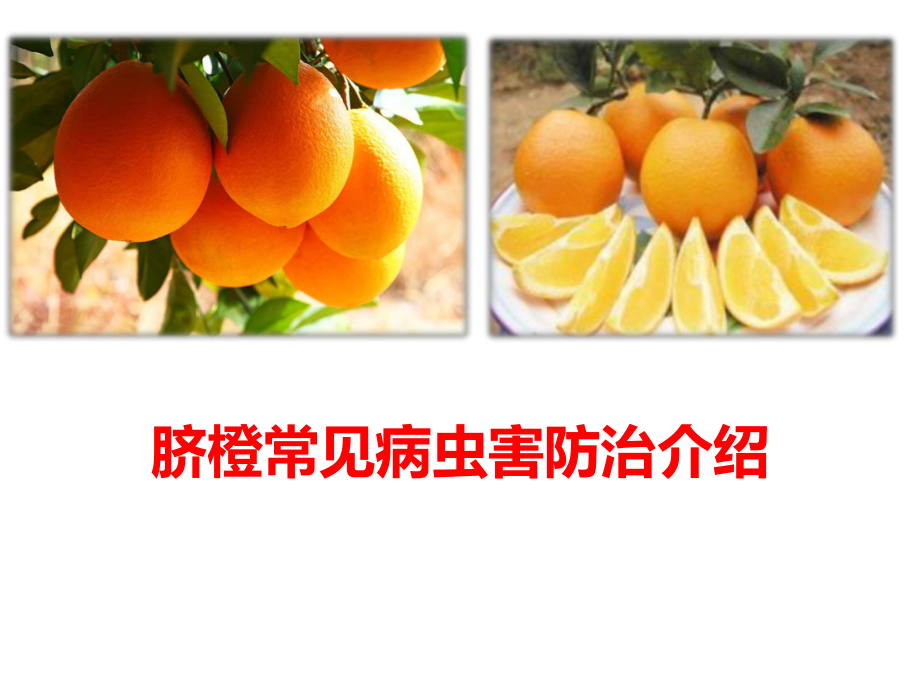 脐橙常见病虫害防治介绍.pptx_第1页