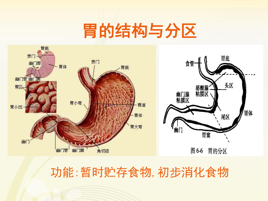 生理学胃内消化.pptx_第2页