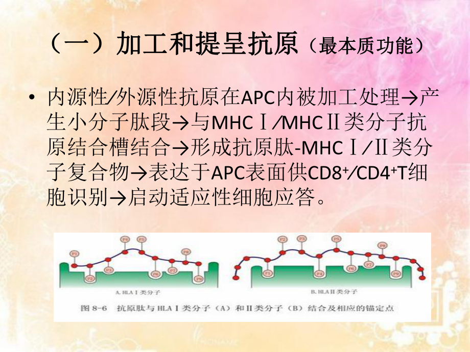 MHC的生物学功能.pptx_第2页