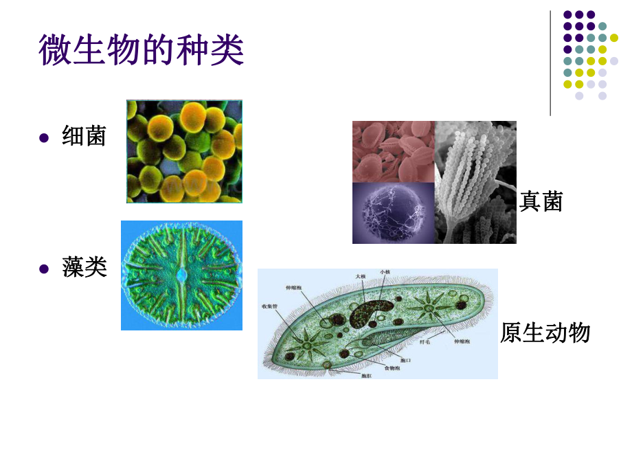 生活中的微生物.pptx_第3页