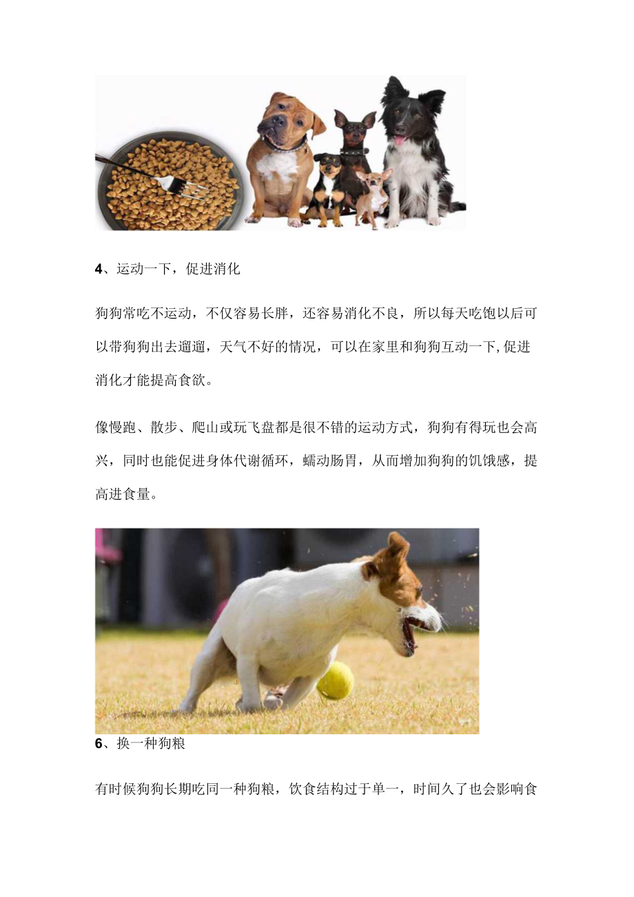 狗狗宁愿饿着不吃狗粮.docx_第3页