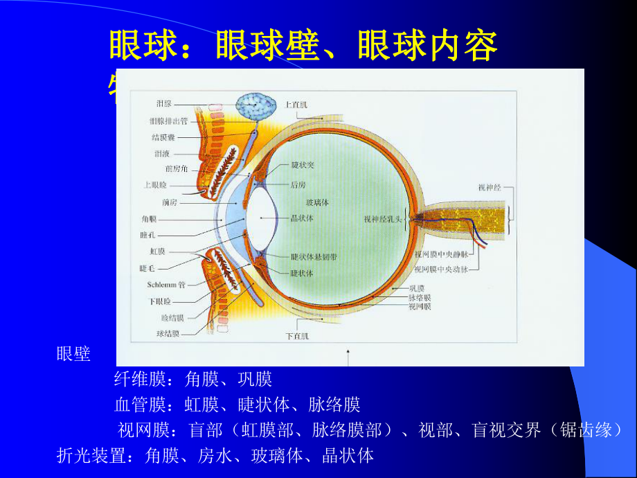 超声医学解剖课件.ppt_第3页