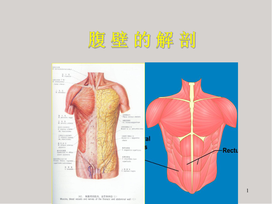 解剖(腹壁)医学PPT课件.ppt_第1页