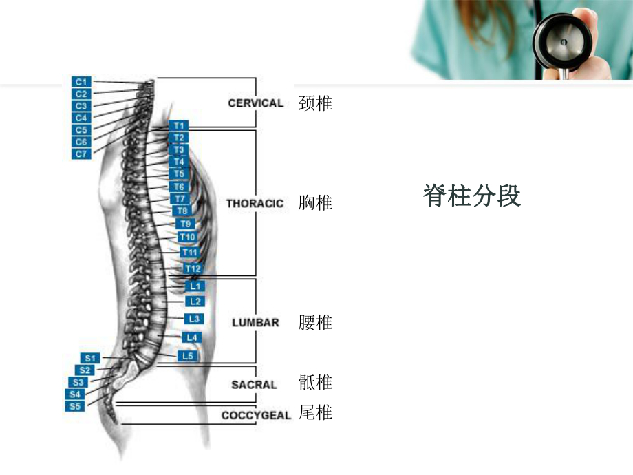 颈椎解剖概述医学PPT课件.ppt_第2页