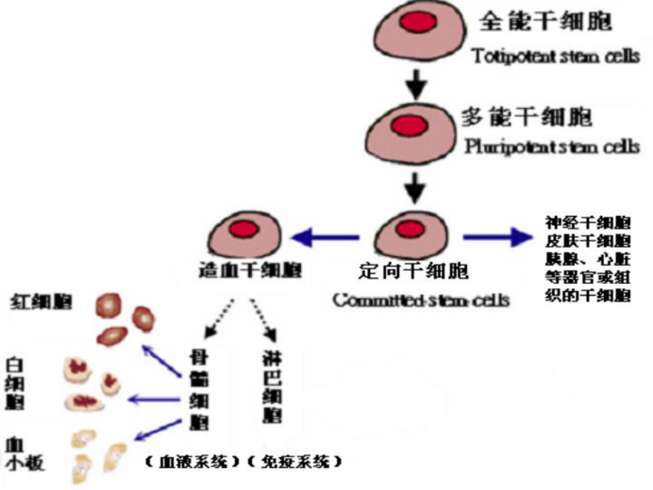 造血干细胞移植精品医学课件.ppt_第3页