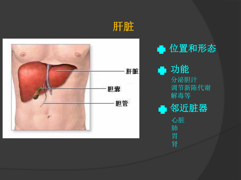 乙肝基础知识.ppt_第2页