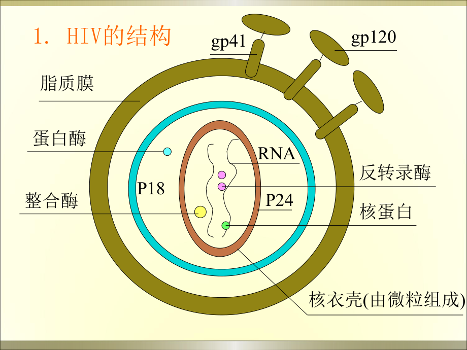 HIV实验室诊断.ppt_第3页