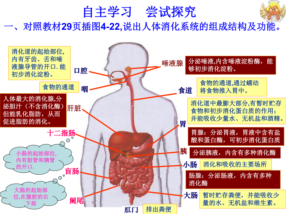 第二节消化和吸收精品教育.ppt_第3页