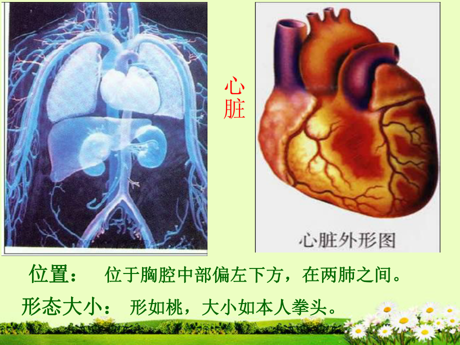 第三节输送血液的泵心脏精品教育.ppt_第2页