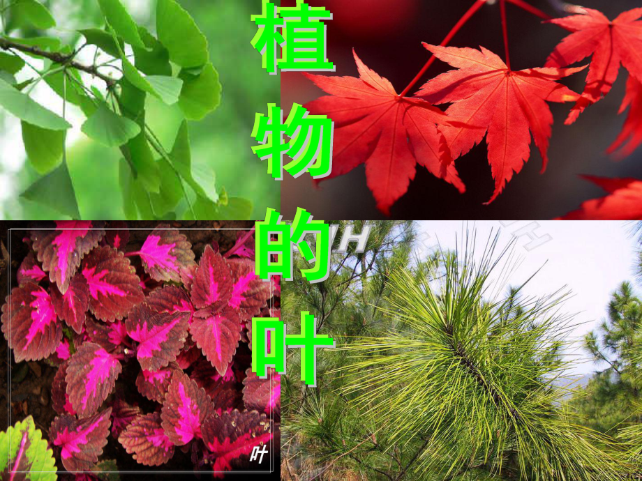 第五课植物的叶精品教育.ppt_第1页