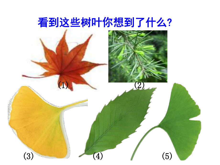 第五课植物的叶精品教育.ppt_第3页