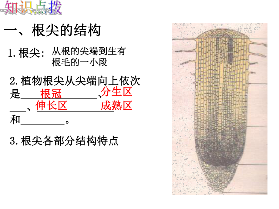 第二节根的生长精品教育.ppt_第3页