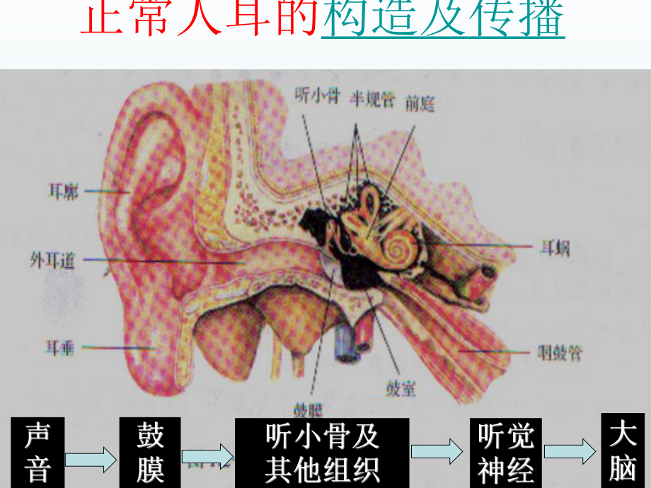 第二节我们怎样听到声音精品教育.ppt_第2页