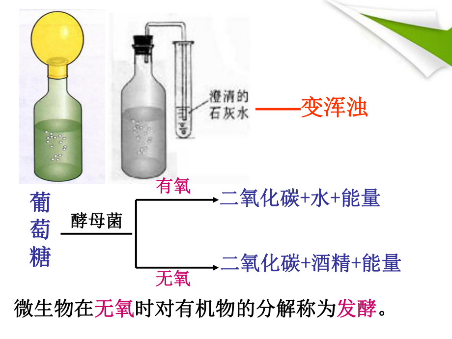 第五节人类对细菌真菌的利用精品教育.ppt_第3页