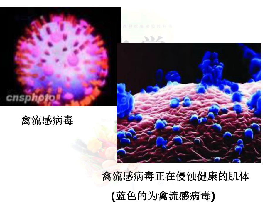 第三节生命的基础——蛋白质精品教育.ppt_第3页