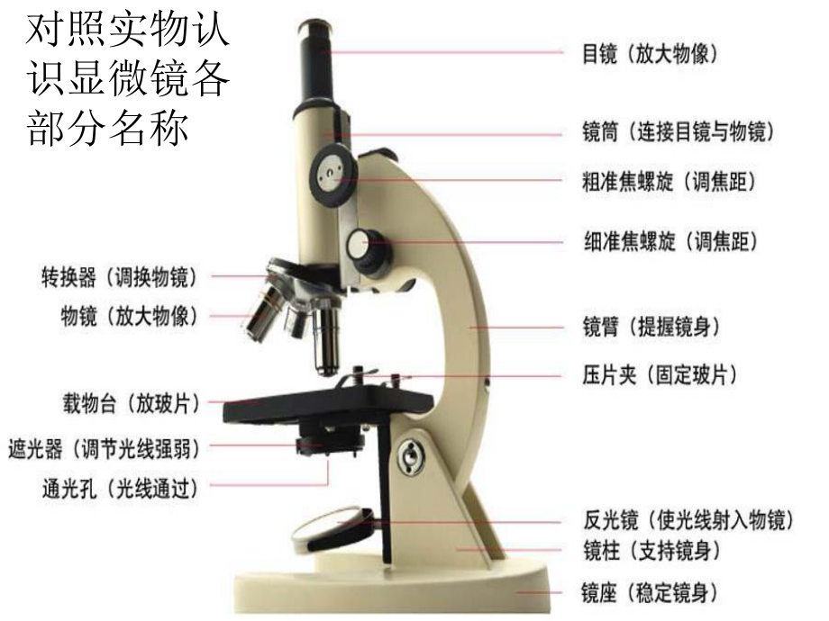 第二单元第一节练习使用显微镜使用显微镜共55张PPT精品教育.ppt_第3页