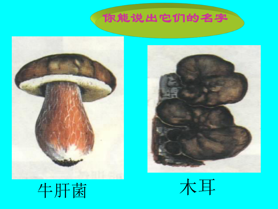 第三节真菌 精品教育.ppt_第1页