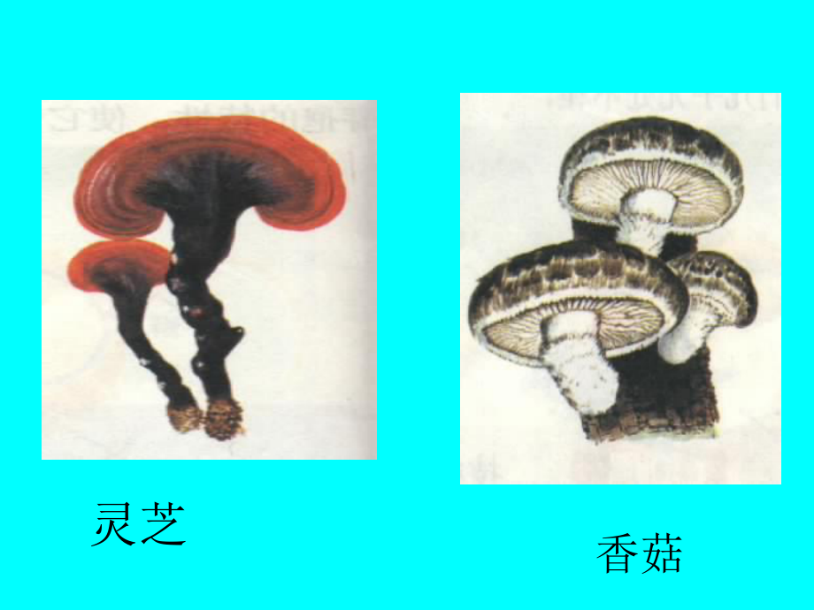 第三节真菌 精品教育.ppt_第2页