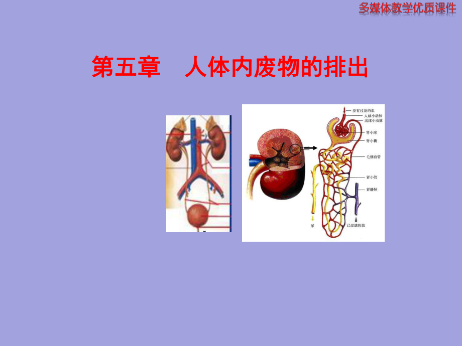 第五章人体内废物的排出精品教育.ppt_第1页