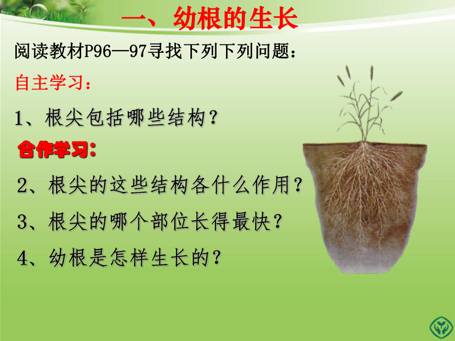 第二节植株的生长精品教育.ppt_第3页